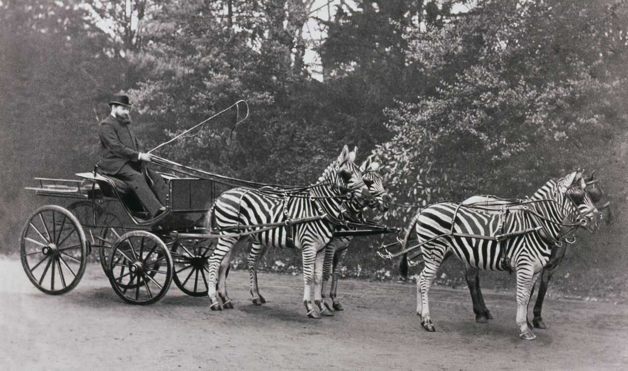 Walter with Zebras © Natural History Museum