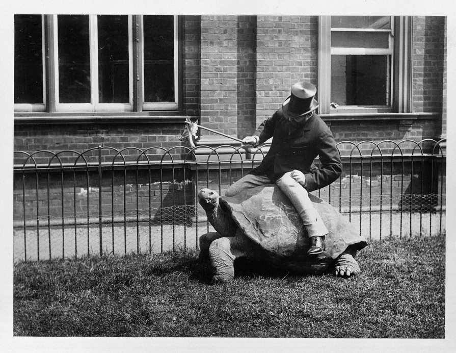 Walter and Tortoise © Natural History Museum